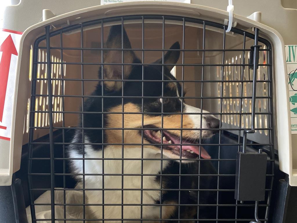Dog transport